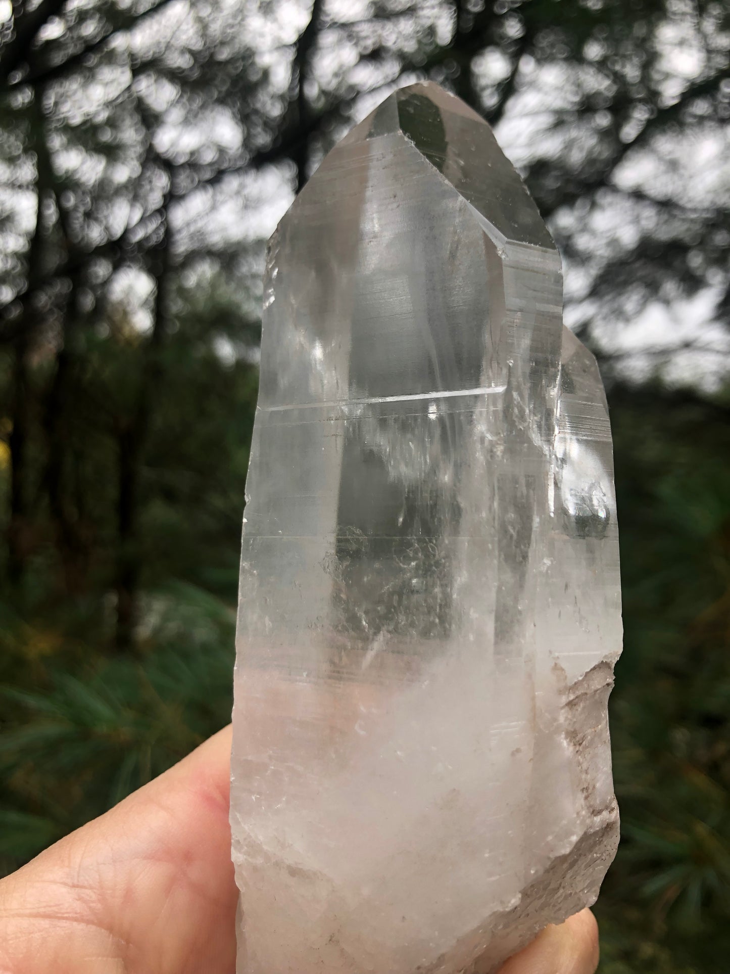 6" Lemurian Seed Crystal Point